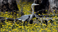 Great Blue Heron (Ardea herodias)