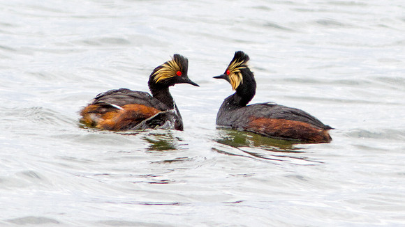 Eared Grebe (Podiceps nigricollis) also known as Black-necked Grebe