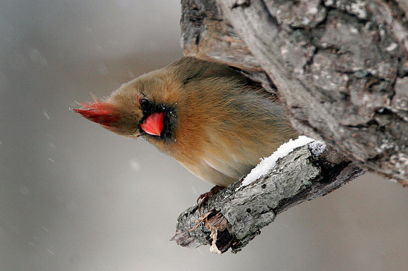 Northern Cardinal (Cardinalis cardinalis) female; also known as Common Cardinal