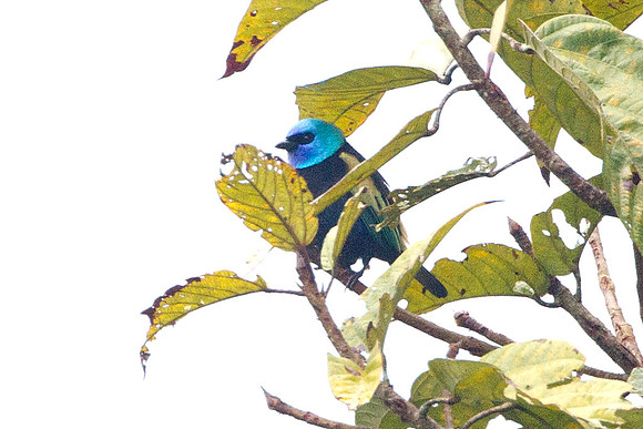 Blue-necked Tanager (Tangara cyanicollis)