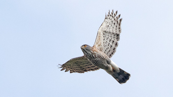 Crested goshawk (Accipiter trivirgatus)