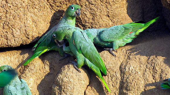Mealy Parrot (Amazona farinosa)