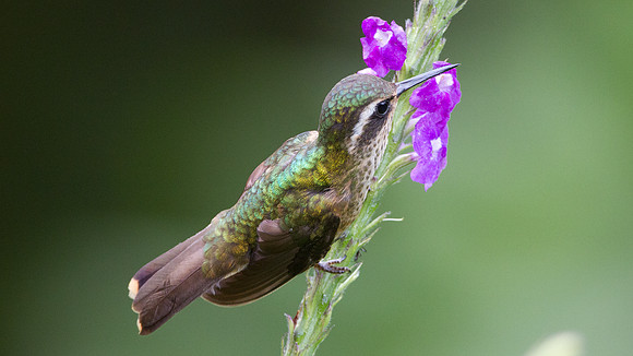 Speckled Hummingbird (Adelomyia melanogenys)