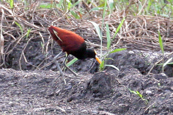 Northern Jaçana (Jacana spinosa)