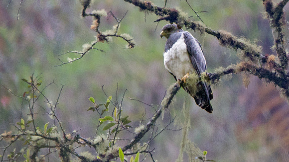 Black-chested Buzzard-Eagle (Geranoaetus melanoleucus)