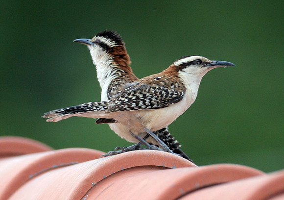 Rufous-naped Wren (Campylorhynchus rufinucha)
