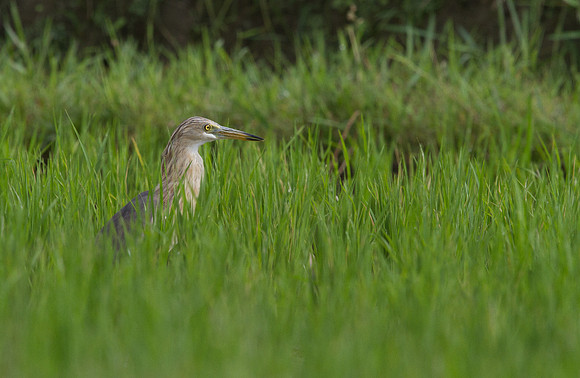 Javan pond heron (Ardeola speciosa)