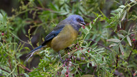 Blue-and-yellow Tanager (Thraupis bonariensis)