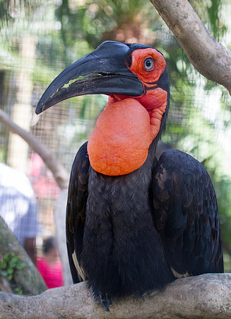 Southern ground-hornbill (Bucorvus leadbeateri)