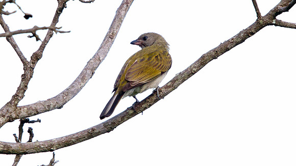 Lesser Honeyguide (Indicator minor)