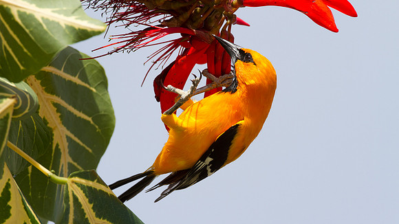 Yellow Oriole (Icterus nigrogularis)