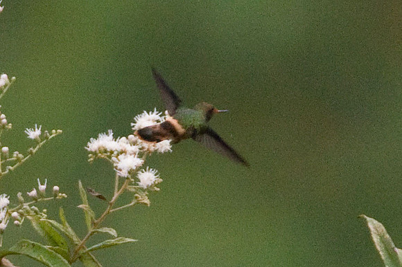 Rufous-Crested Coquette (Lophornis delattrei) female