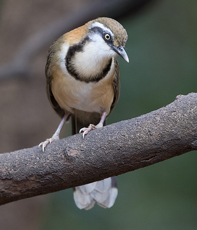Lesser necklaced laughingthrush (Garrulax monileger)