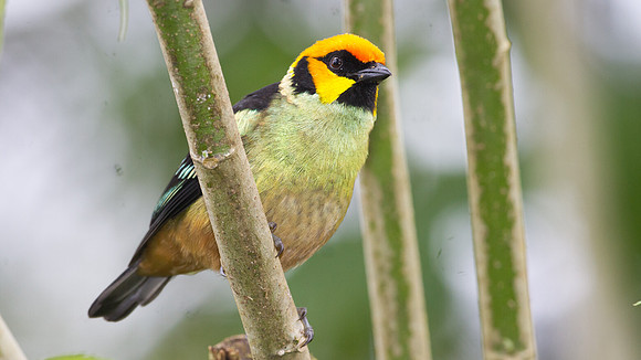 Flame-faced Tanager (Tangara parzudakii)