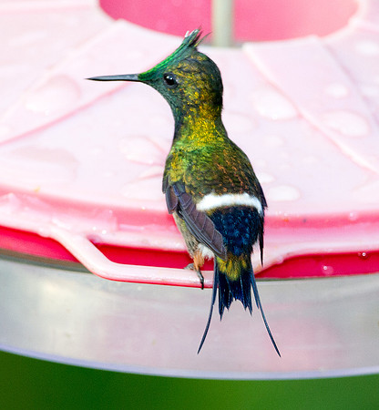 Wire-crested Thorntail (Discosura popelairii)