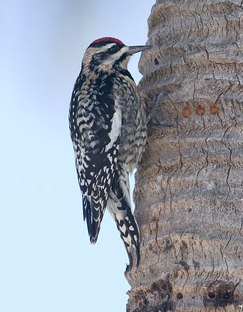 Yellow-bellied Sapsucker (Sphyrapicus varius) female