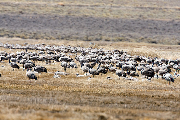Sandhill Crane (Grus canadensis)