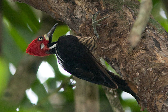 Crimson-crested Woodpecker (Campephilus melanoleucos)
