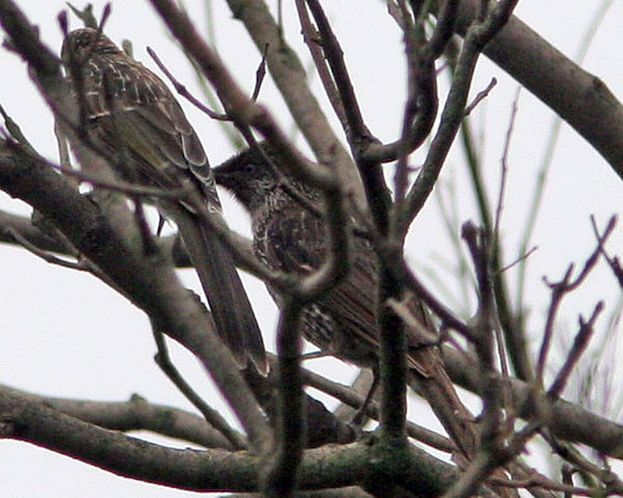 Little Wattlebird (Anthochaera chrysoptera) also known as Brush Wattlebird