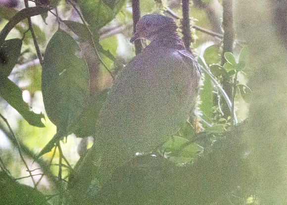 Ruddy Pigeon (Patagioenas subvinacea)