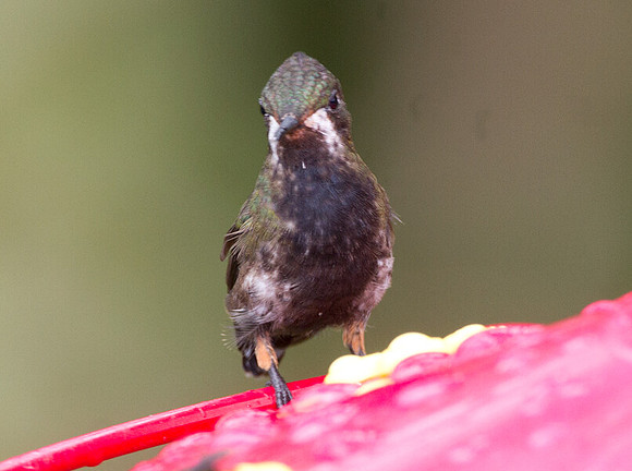 Wire-crested Thorntail (Discosura popelairii) female