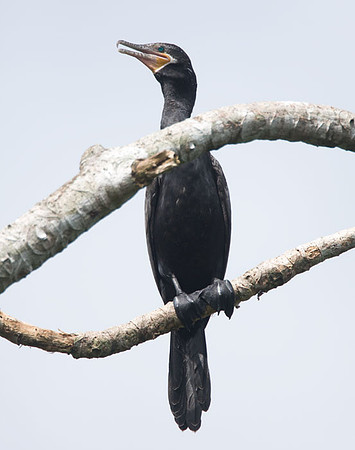 Neotropic Cormorant (Phalacrocorax brasilianus)