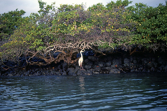 Galapagos Great Blue Heron (Ardea herodias cognata)