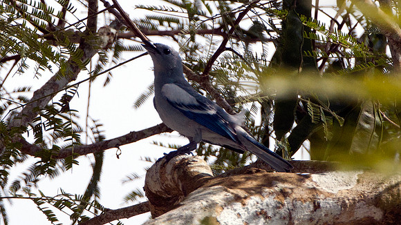 Blue-grey Tanager (Thraupis episcopus)