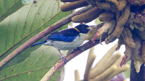 Golden-collared Honeycreeper (Iridophanes pulcherrimus)