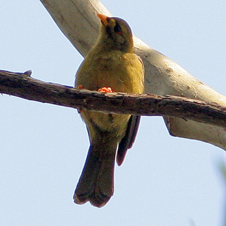Bell Miner (Manorina melanophrys) also known as Bellbird