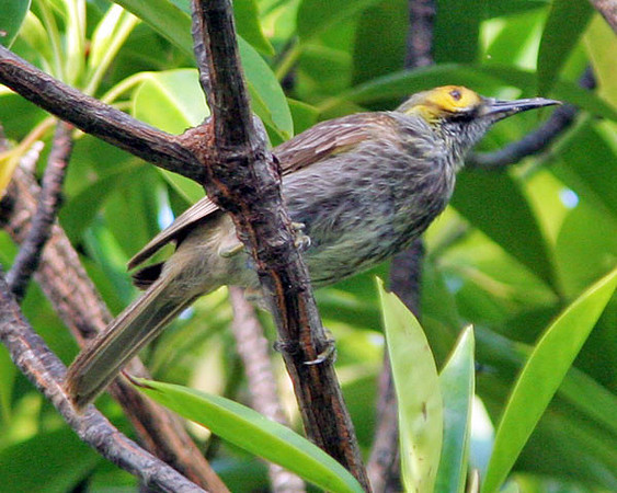Kadavu Honeyeater (Xanthotis provocator)