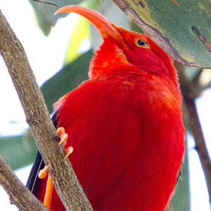 ʻIʻiwi (Vestiaria coccinea)