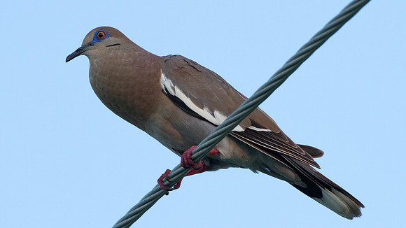 White-winged Dove (Zenaida asiatica)