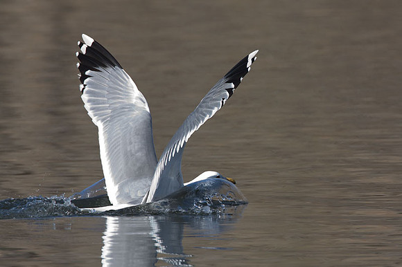 Ring-billed Gull (Larus delawarensis)