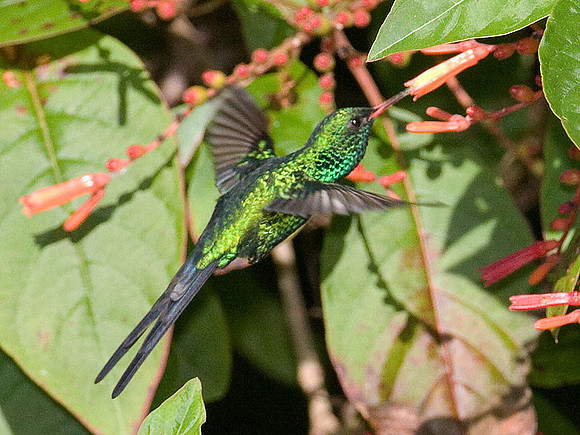 Cozumel Emerald (Chlorostilbon forficatus) male