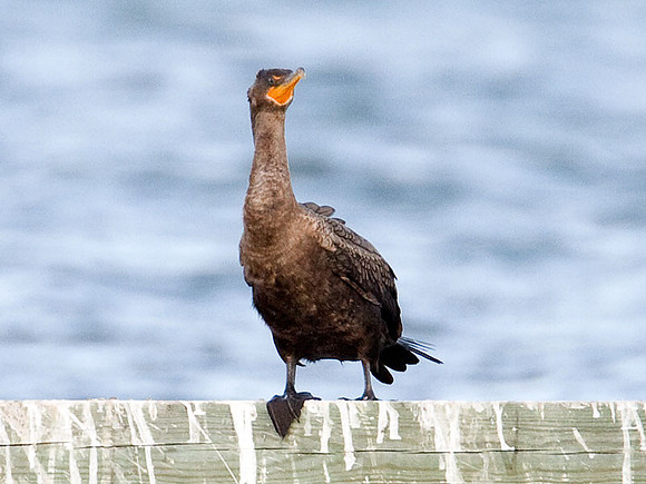 Double-crested Cormorant (Phalacrocorax auritus)