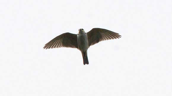 Pearl Kite (Gampsonyx swainsonii)