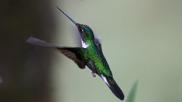 Collared Inca (Coeligena torquata)
