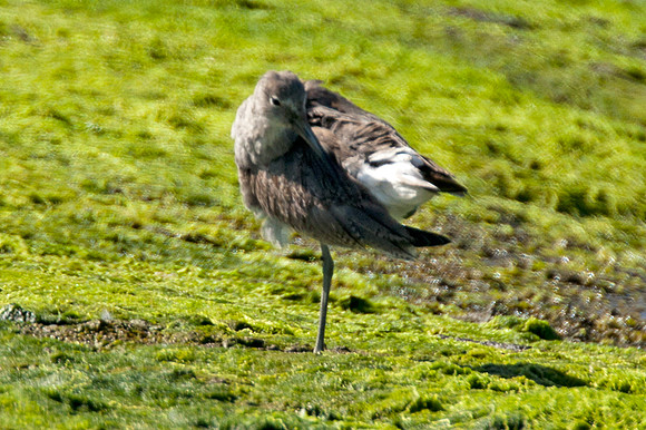 Willet (Tringa semipalmata)