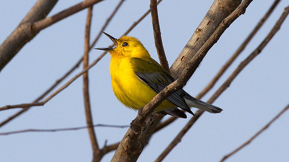 Prothonotary Warbler (Protonotaria citrea)
