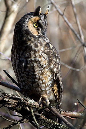 Long-eared Owl (Asio otus)