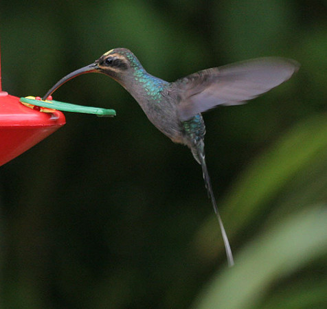 Green Hermit (Phaethornis guy)