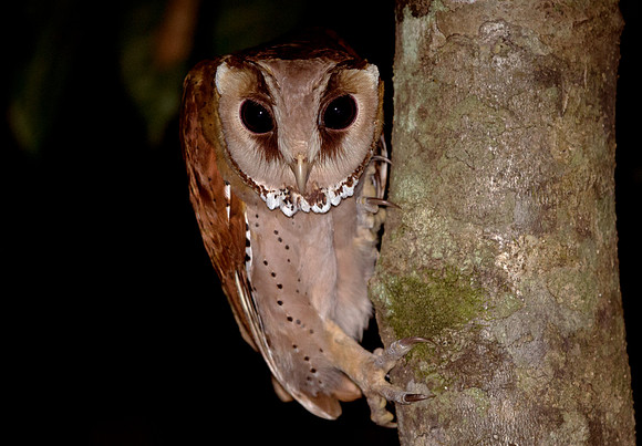 Oriental Bay Owl (Phodilus badius)