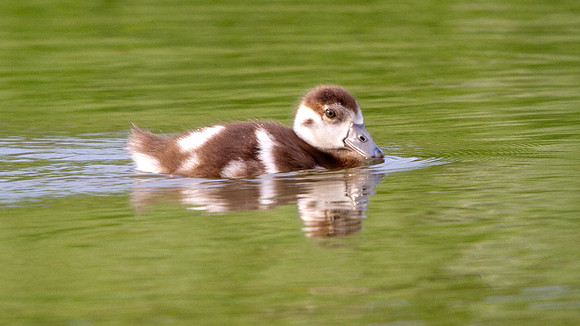 Egyptian Goose Chick (Alopochen aegyptiacus)