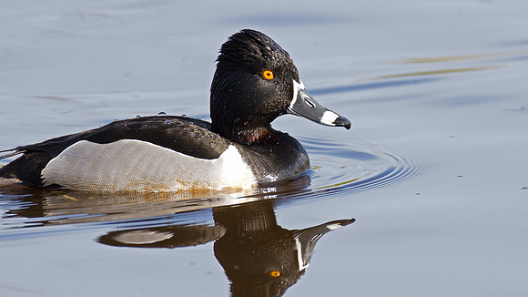 Ring-necked Duck (Aythya collaris) male