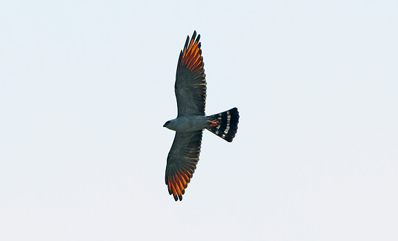 Plumbeous Kite (Ictinia plumbea)