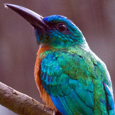Great Jacamar (Jacamerops aureus)