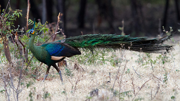 Green peafowl (Pavo muticus)