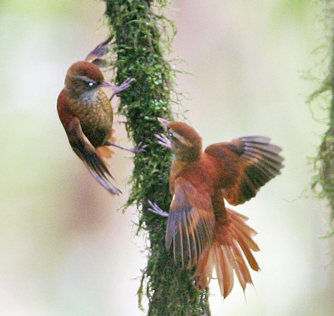 Ruddy Treerunner (Margarornis rubiginosus)