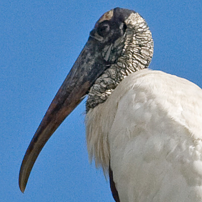 Wood Stork (Mycteria americana)